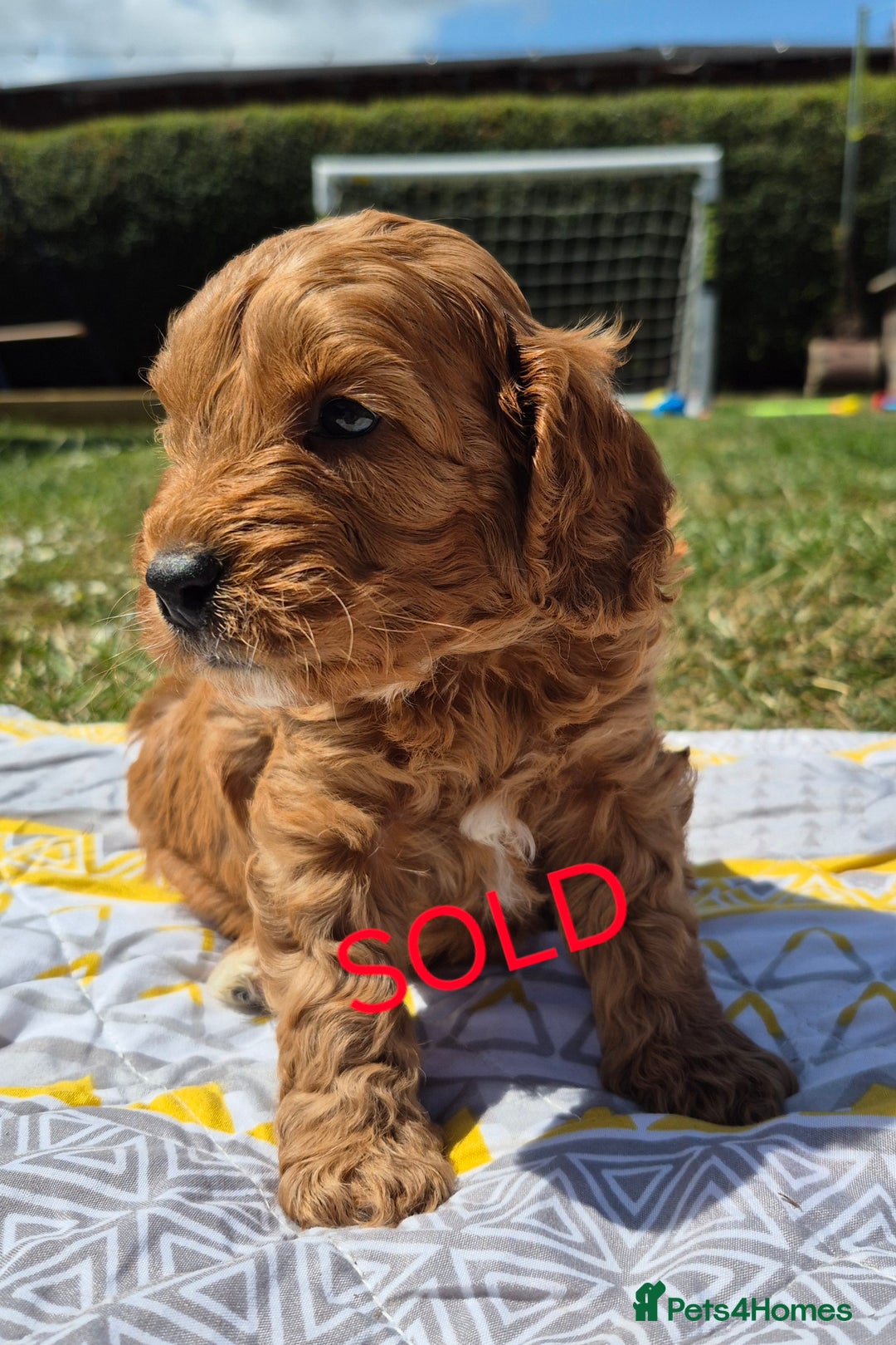 Cockapoo dogs for sale: Beautiful Red Cockapoos  in Bridgwater - Image 33