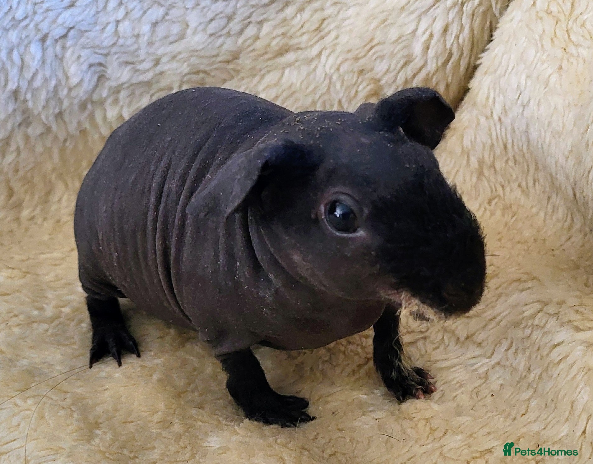 Guinea Pig rodents Skinny guinea pigs - Advert 15