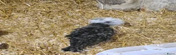 Chickens poultry for sale: Polkies and silkies for sale  - Advert 11