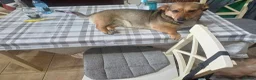 Mixed Breed dogs for adoption: 💛BELLA – The Little Street Dog Who Chose To Trust in Nottingham - Advert 36