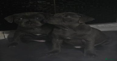 Staffordshire Bull Terrier dogs - Advert 2