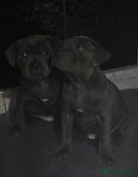 Staffordshire Bull Terrier dogs - Advert 2