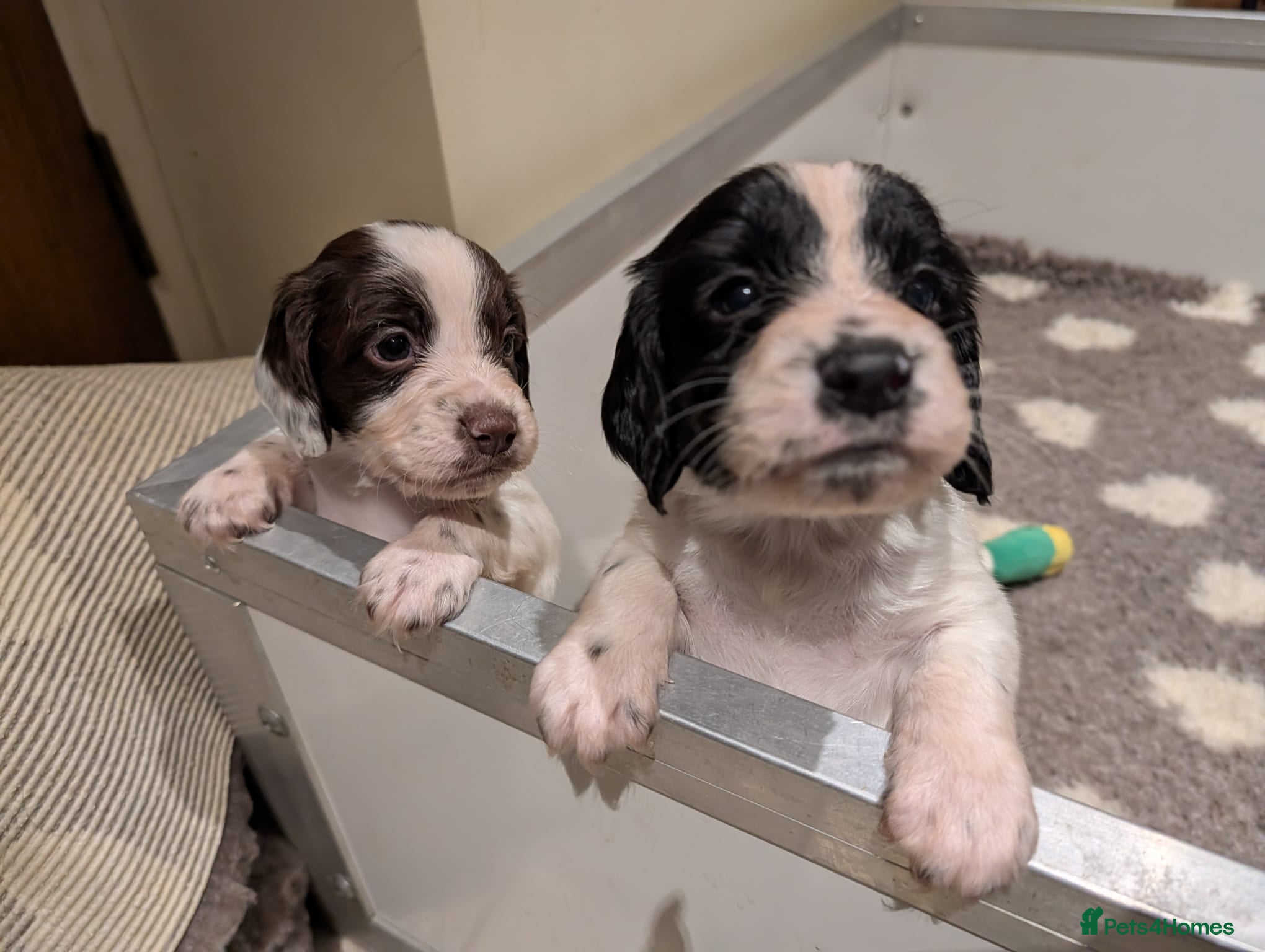 Sprocker dogs Sprocker spaniels puppies  - Advert 1