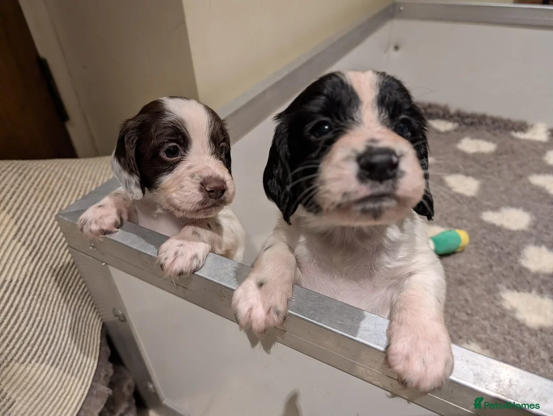 Sprocker dogs for sale: Sprocker spaniels puppies  - Advert 1