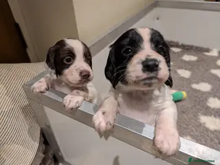 Sprocker dogs Sprocker spaniels puppies - Advert 8