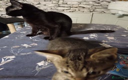 Mixed Breed cats for sale: Beautiful little tabby kitten male - Image 2