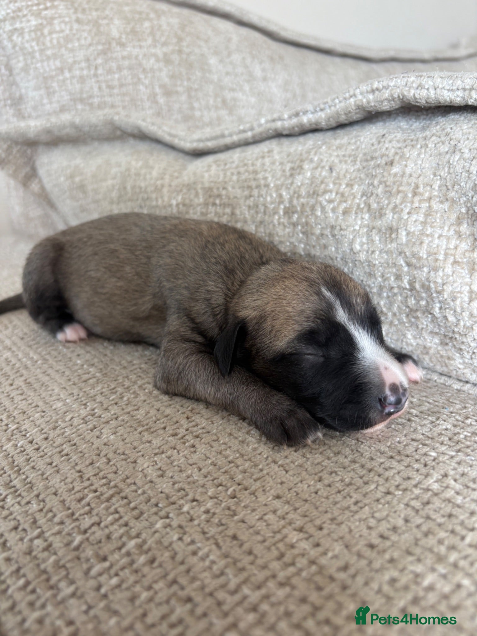 Mixed Breed dogs Whippet x lurcher pups - Advert 9