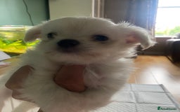Chihuahua dogs for sale: Two white Chihuahua puppies  - Image 6