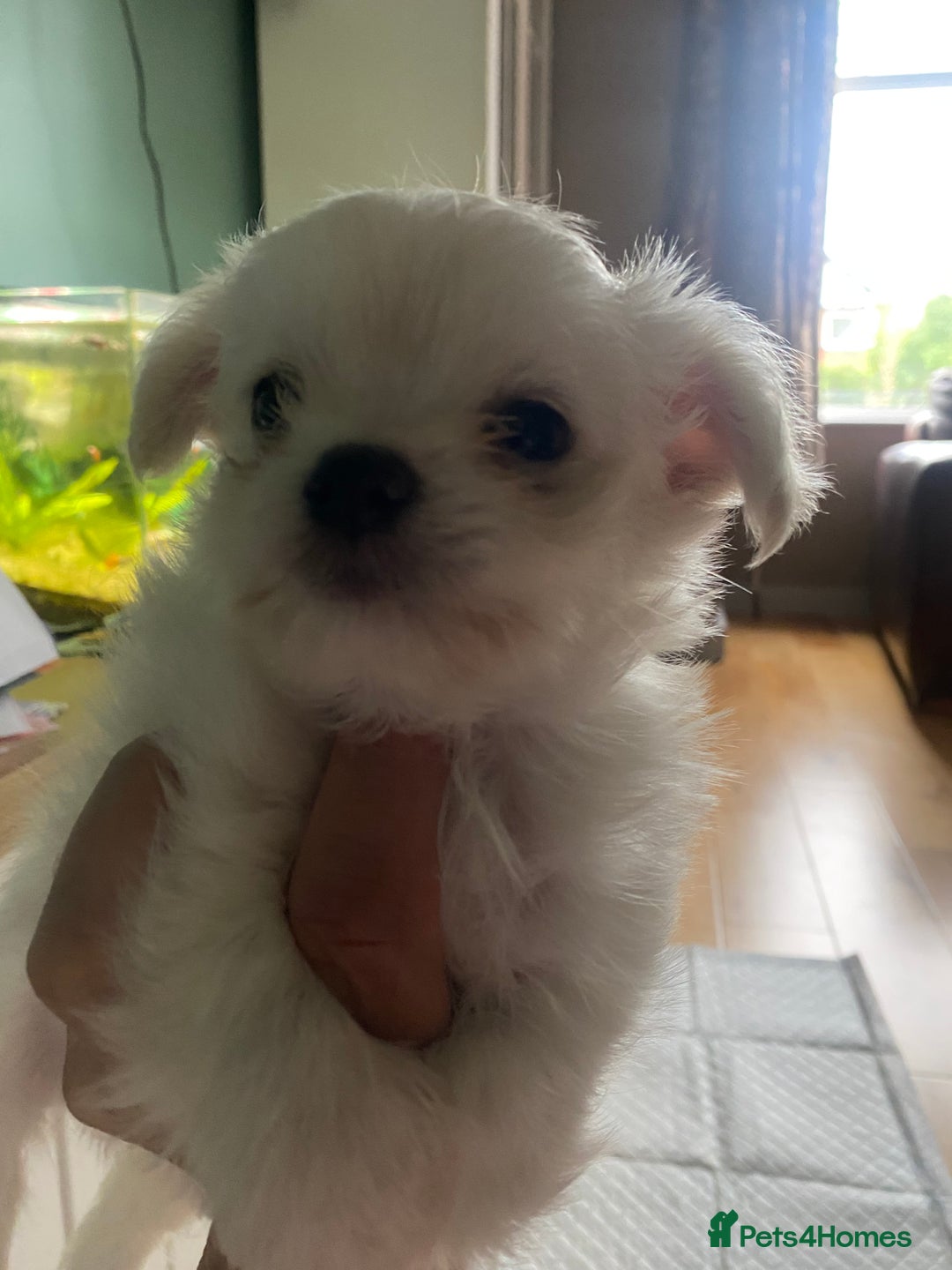 Chihuahua dogs for sale: Two white Chihuahua puppies  - Image 6
