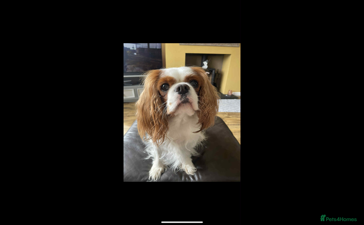 Cavalier King Charles Spaniel dogs - Advert 1
