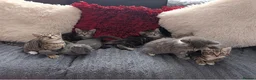 Mixed Breed cats for sale: Kittens  - Advert 5