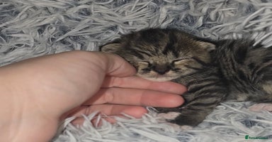 Savannah cats - Advert 10