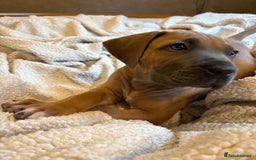 Boerboel dogs for sale: EXCEPTIONAL NABBR REGISTERED PUPPIES!  - Image 34