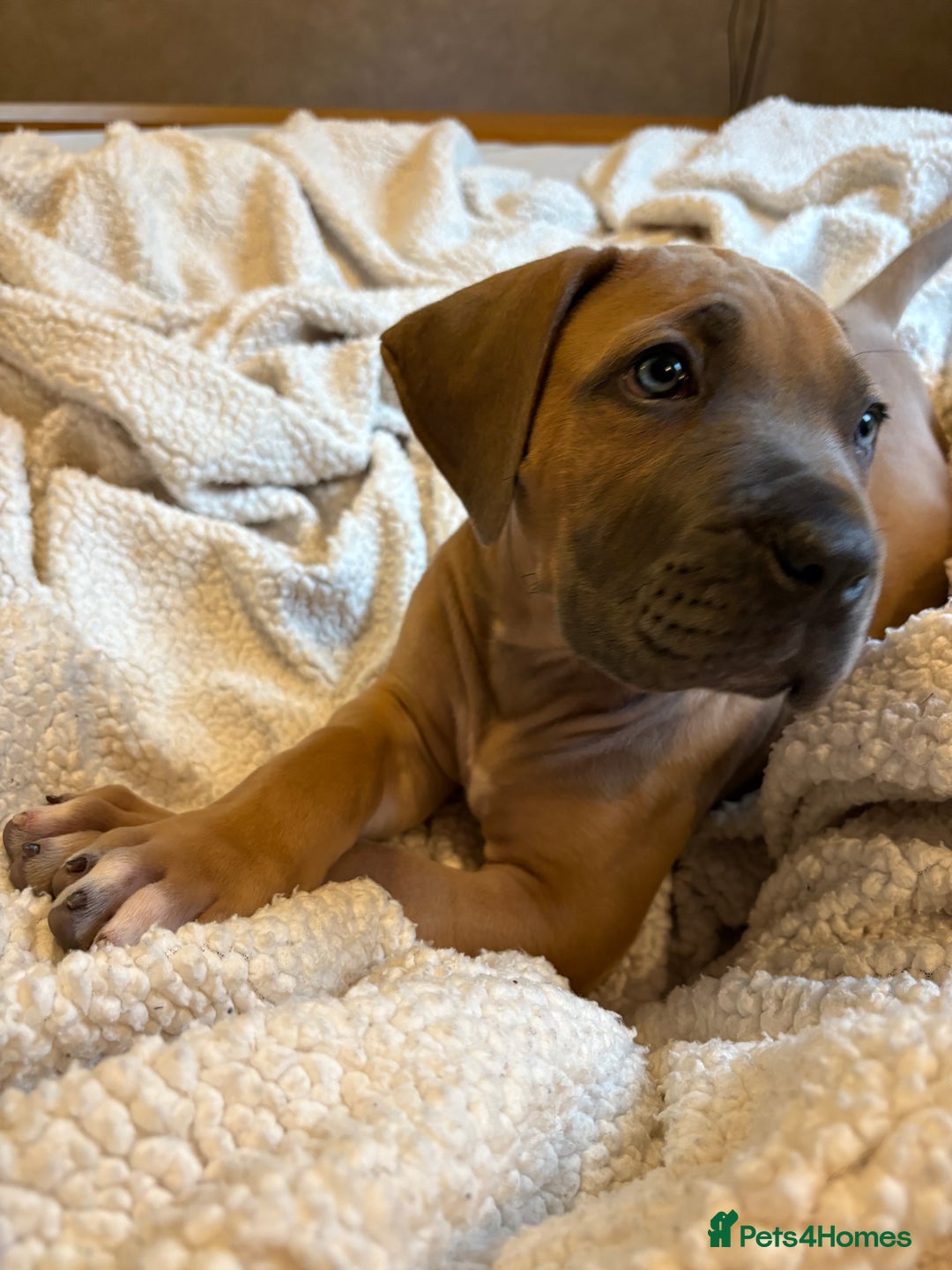 Boerboel dogs for sale: EXCEPTIONAL NABBR REGISTERED PUPPIES!  - Image 34