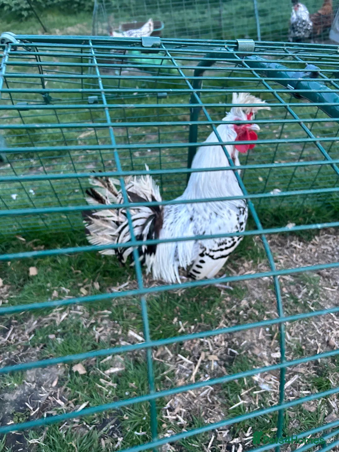 Chickens poultry for sale: Silver appenzeller Trio  - Advert 2