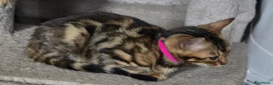 Bengal 5