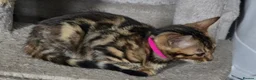 Bengal cats for sale: Prince and princesses seeking human slaves - Advert 19
