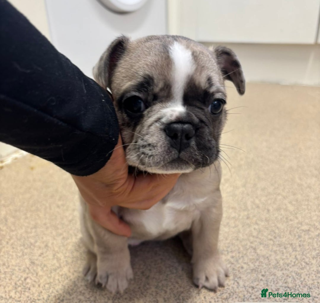 French Bulldog dogs for sale: Last in the litter looking for his new home  - Advert 11