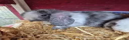 Mini Lop rabbits for sale: Boy bunnies in Wigan - Advert 2
