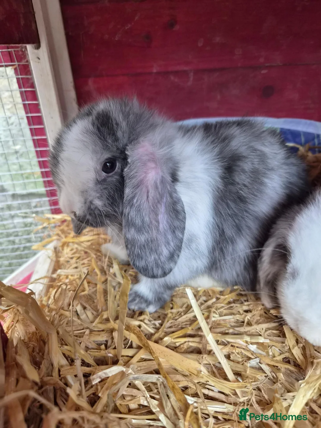 Mini Lop rabbits for sale: Boy bunnies in Wigan - Advert 2