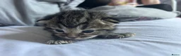 Mixed Breed cats for sale: Beautiful kittens  in Woking - Advert 14