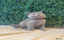 British Shorthair cats for sale: 💕British Shorthair Blue Kittens💕 - Image 3