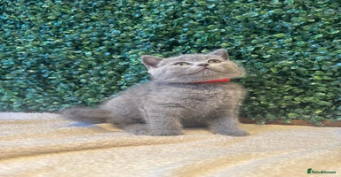 British Shorthair cats - Advert 1