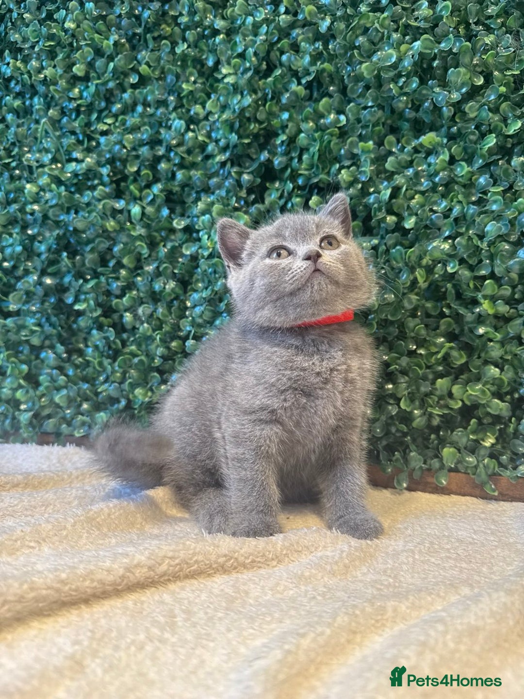 British Shorthair cats for sale: 💕British Shorthair Blue Kittens💕 - Image 3