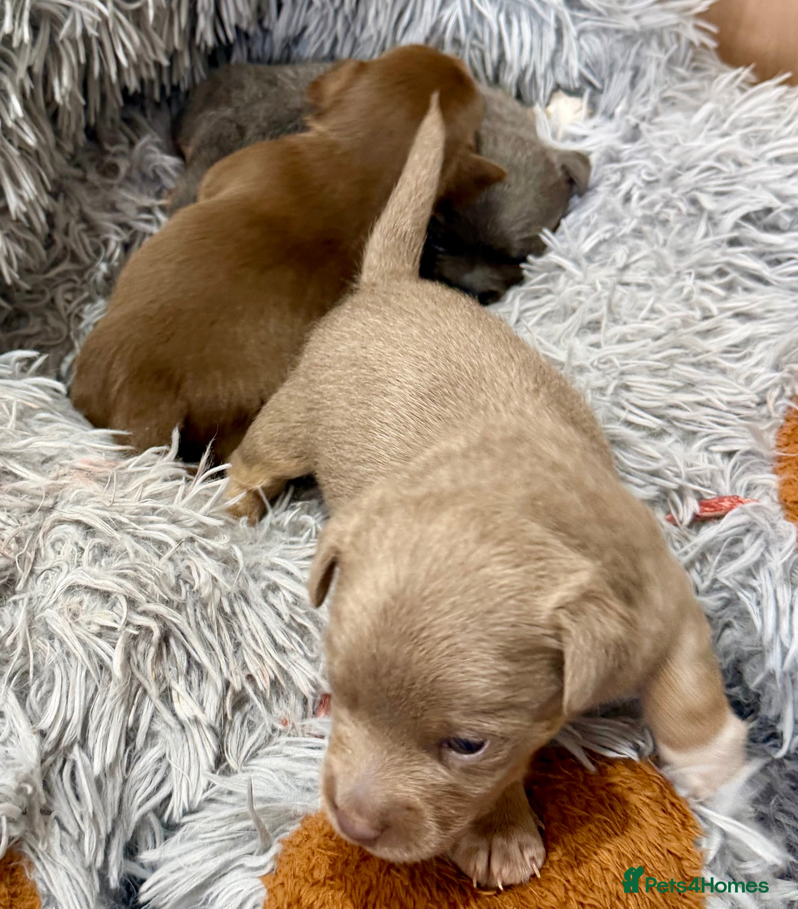 Jack Russell dogs Jack Russell Puppies – Chocolate, Blue & Lilac - Advert 2