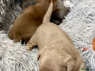 Jack Russell dogs Jack Russell Puppies – Chocolate, Blue & Lilac - Advert 2