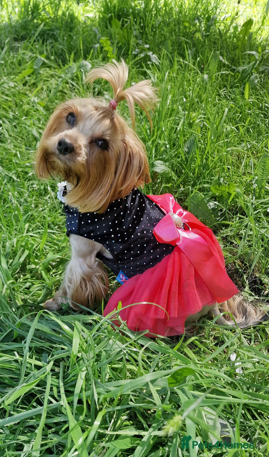 Yorkshire Terrier dogs for sale: Adult York Terrier for sale  - Image 5