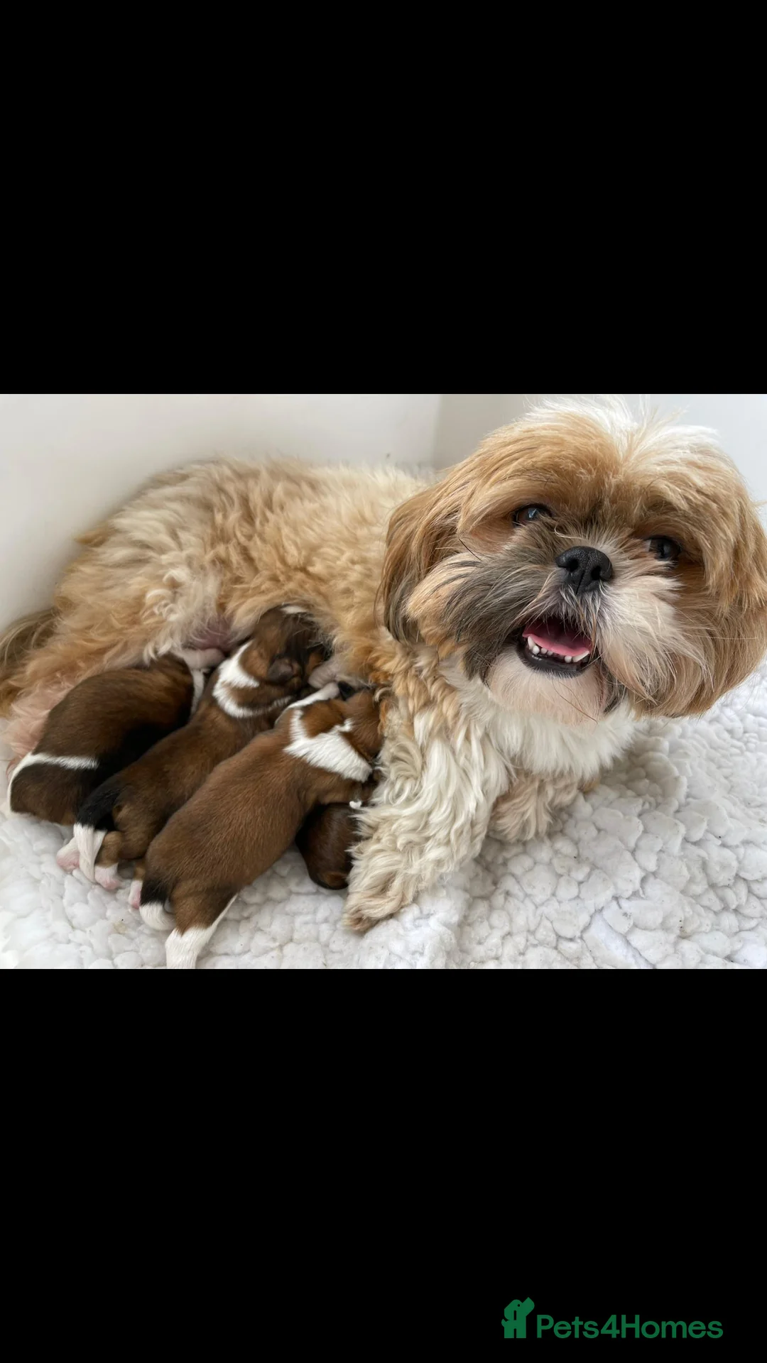 Shih Tzu dogs for stud: Stud dog in Bridgend - Advert 7