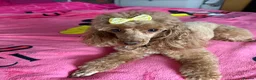 Toy Poodle dogs for sale: Tiny Toy Poodle - Advert 12