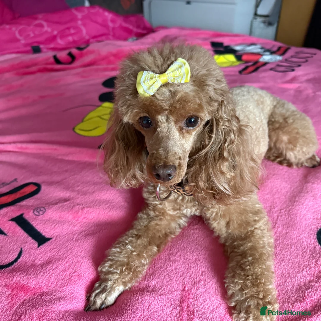 Toy Poodle dogs for sale: Tiny Toy Poodle - Advert 12