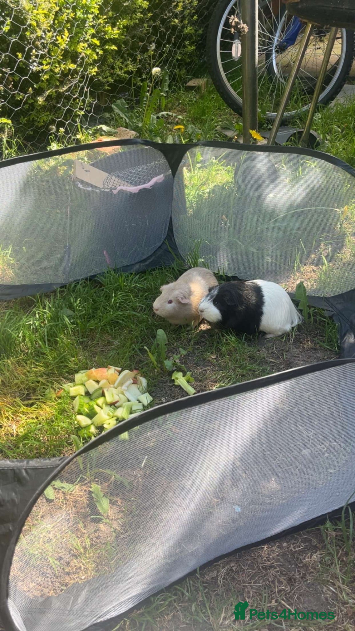 Guinea Pig rodents for sale: 2 male guinea pigs  in Boston - Advert 4