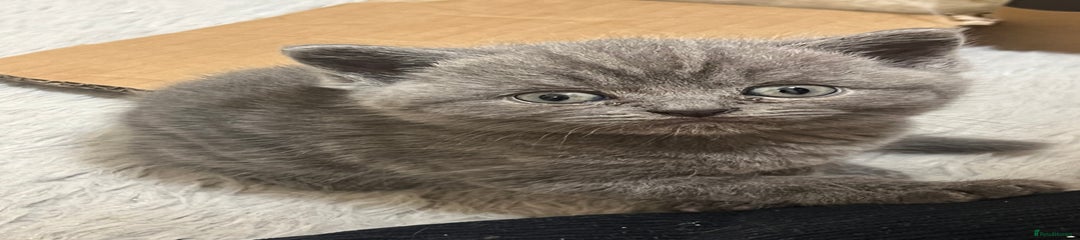 British Shorthair Kitten 1