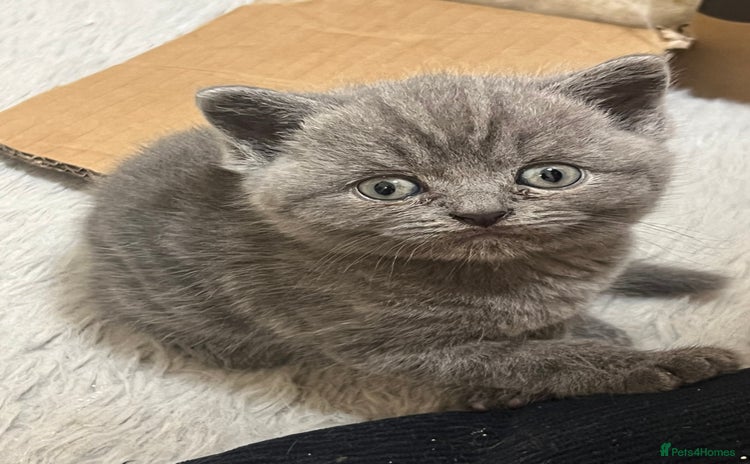 British Shorthair cats - Advert 1