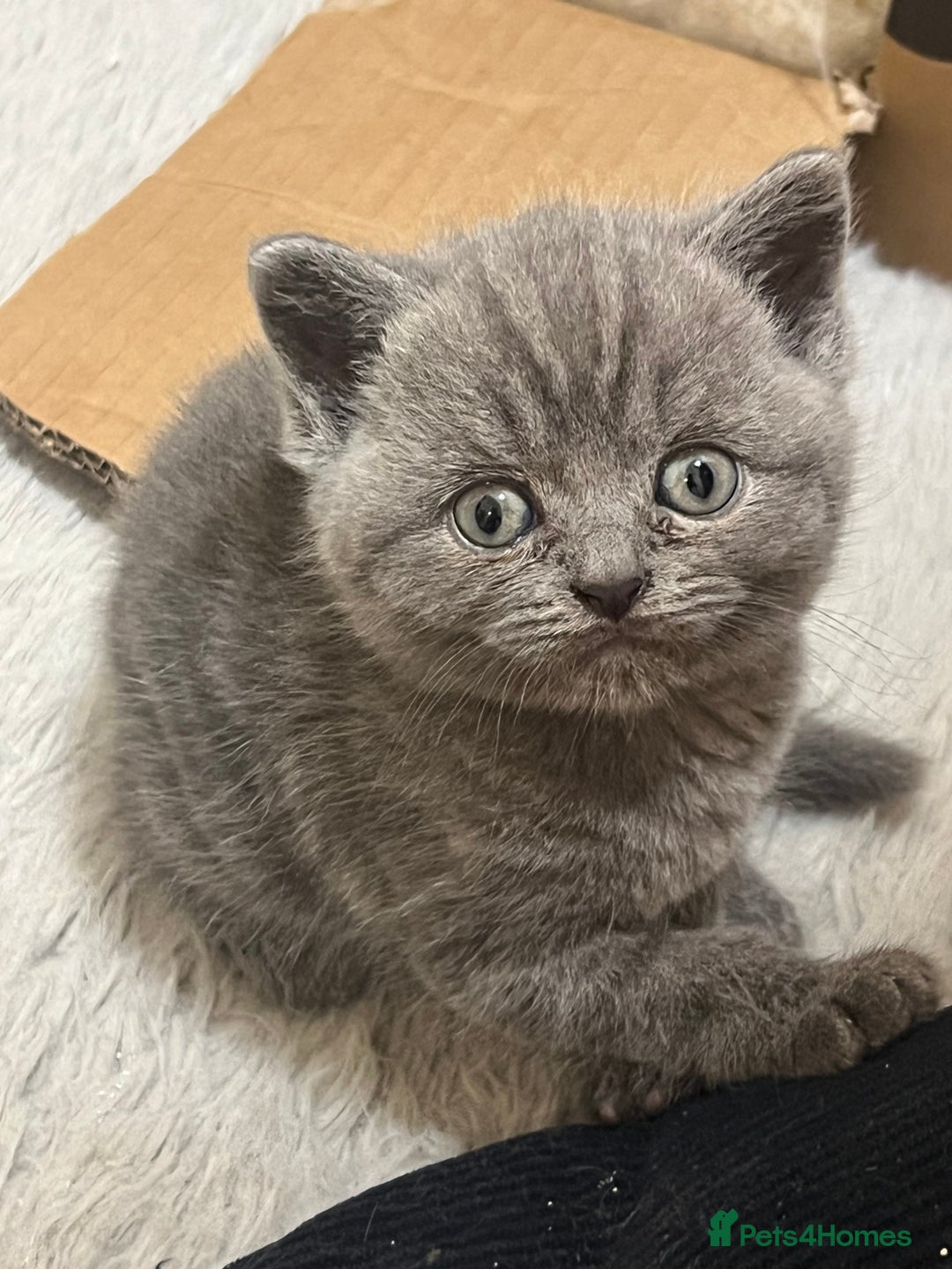 British Shorthair cats for sale: Stunning blue British shorthair - Image 1