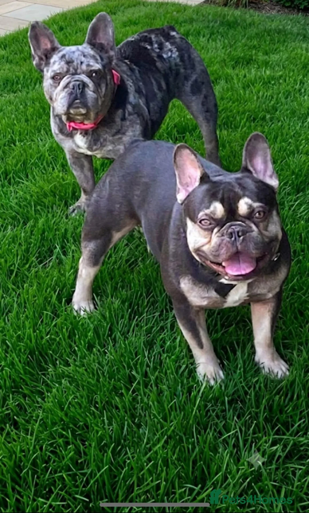 French Bulldog dogs for sale: Gorgeous French bulldog puppy's  in Epsom - Advert 2