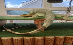 Iguana reptiles for sale: Blue igguana - Image 8
