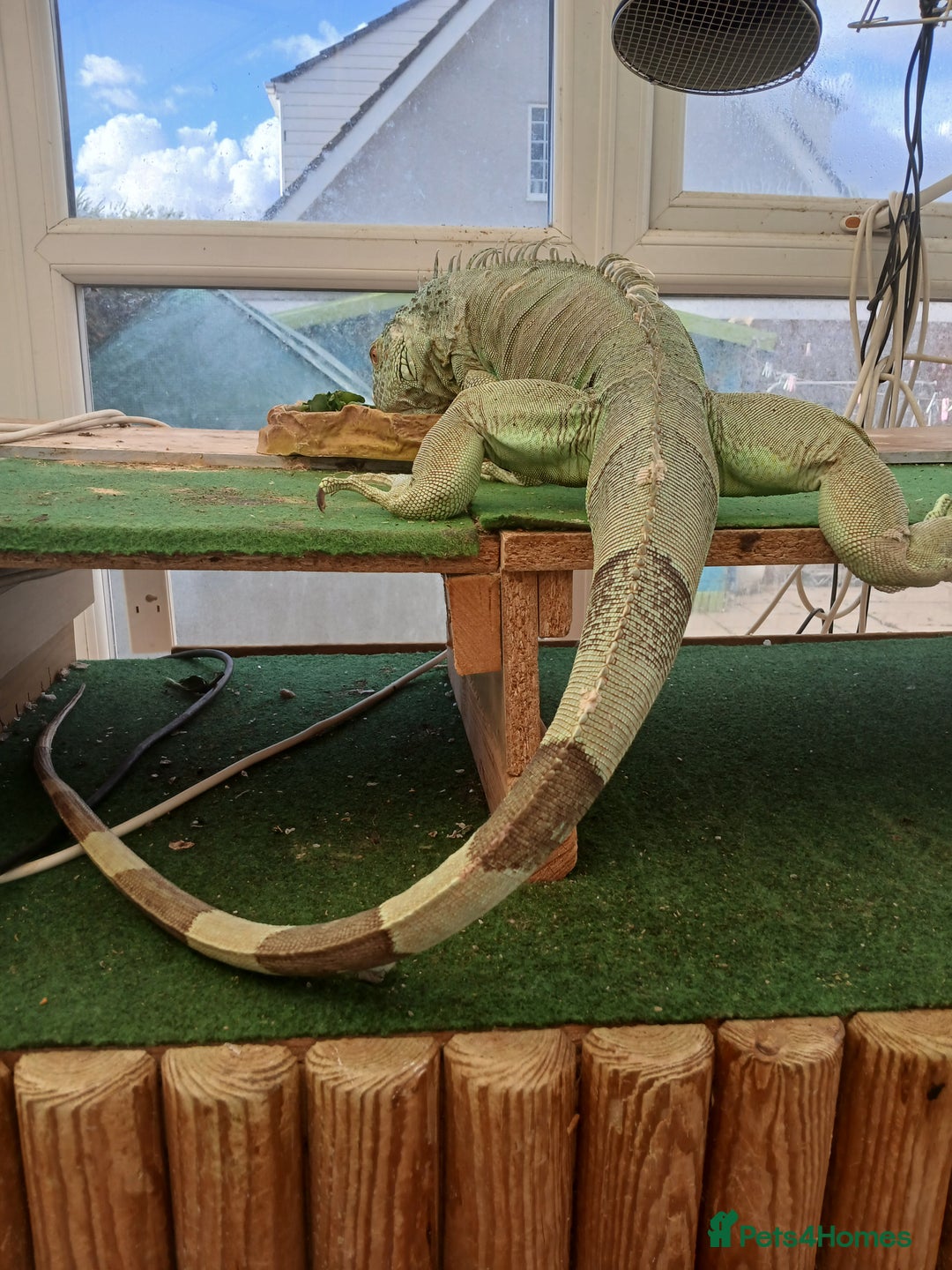 Iguana reptiles for sale: Blue igguana - Image 8