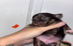 Chihuahua dogs for sale: Chocolate Girls Longhair Chihuahua  - Image 8