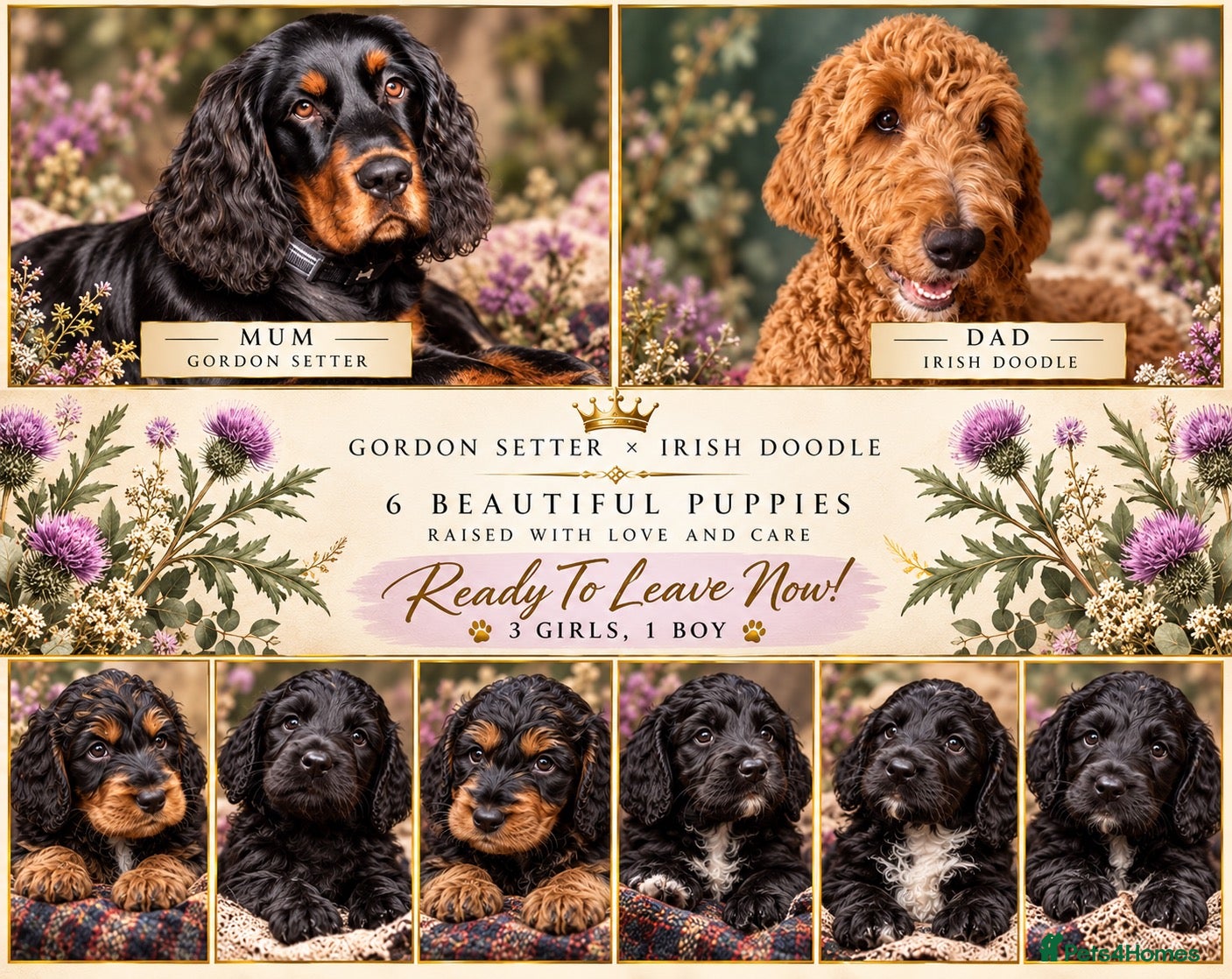 Mixed Breed dogs for sale: Stunning litter of Gordon Doodles. - Advert 1