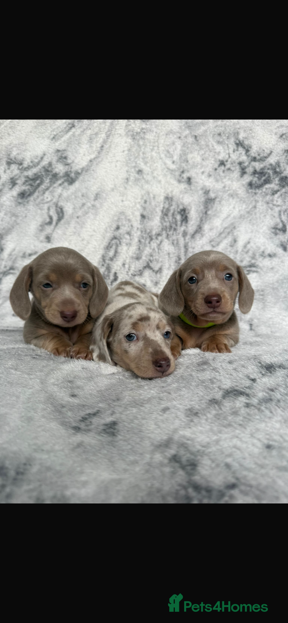 Dachshund dogs Dachshund pups 3 boys  - Advert 1