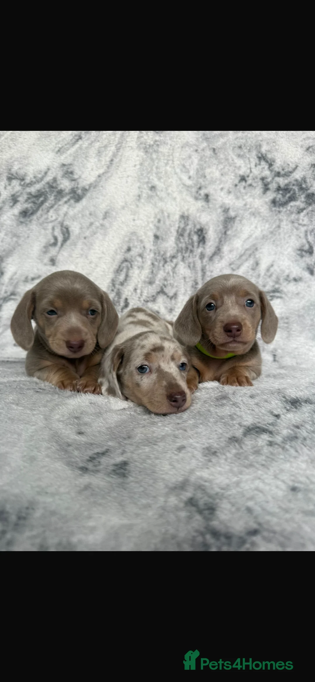 Dachshund dogs for sale: Dachshund pups 3 boys  - Advert 1