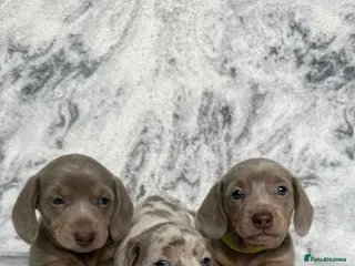 Dachshund dogs Dachshund pups 3 boys - Advert 1