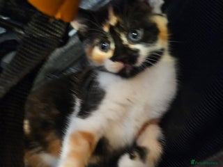 Mixed Breed cats A cute mix-breed female calico kitten - Advert 1