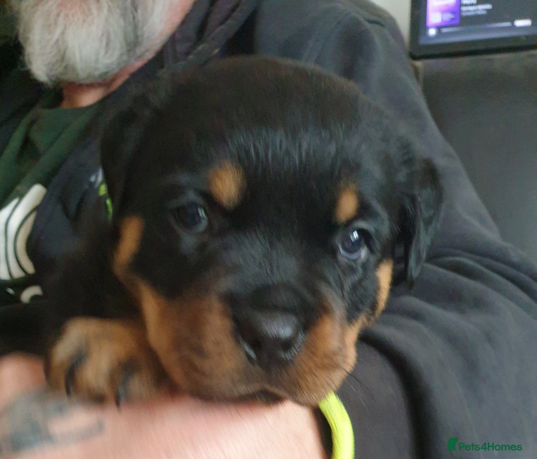 Rottweiler dogs for sale: Kc registered Serbian rottweilers  - Image 2