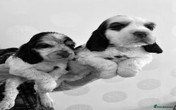 Cocker Spaniel dogs for sale: KC Show cocker spaniel pups chocolate Sable Roan   - Image 21