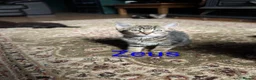 Mixed Breed cats for sale: Beautiful kittens ready for new homes NOW! in King's Lynn - Advert 6